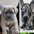 Italian Mastiff Cane Corso Puppies for sale