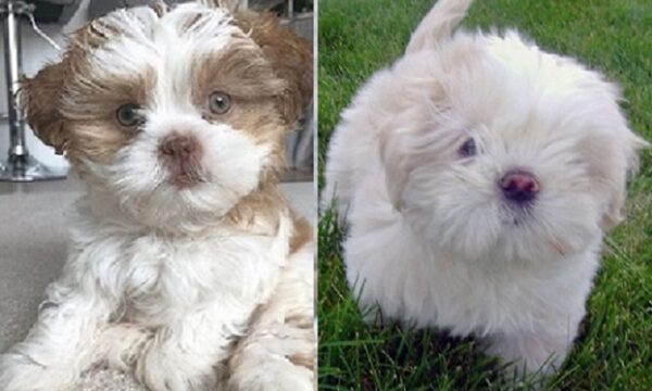 Lhasa Apso Poodle mix for sale nearby