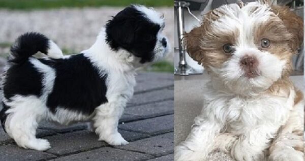 Lhasa Apso Poodle mix puppies available for purchase