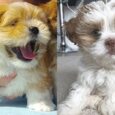 Lhasa Apso Poodle mix puppies for sale near me