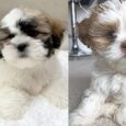 Lhasa Apso breeders nearby