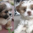Lhasa Apso dog breed available for sale