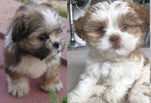 Lhasa Apso dog breed available for sale