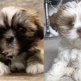 Lhasa Apso dogs for sale nearby