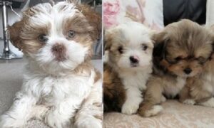 Lhasa Apso for sale