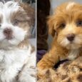 Lhasa Apso for sale near me