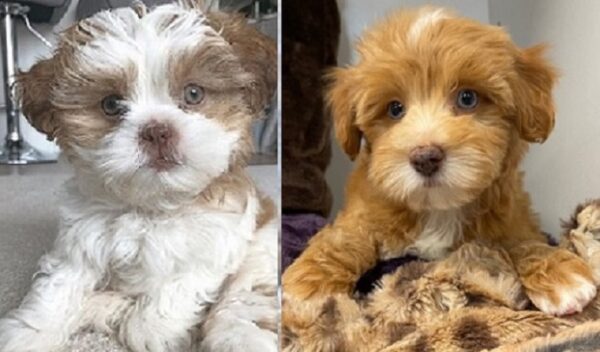 Lhasa Apso for sale near me