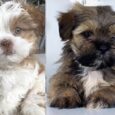Lhasa Apso for sale nearby