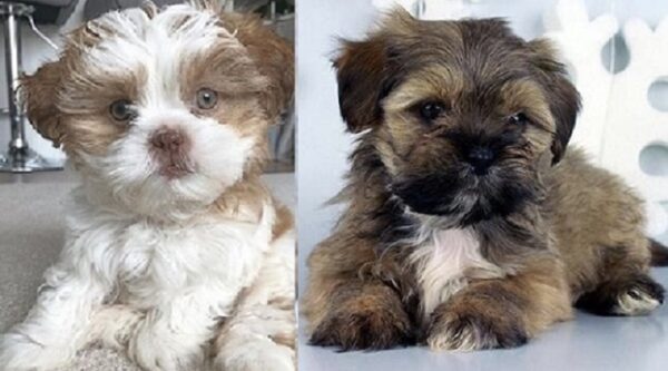 Lhasa Apso for sale nearby