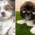 Lhasa Apso mix puppies for sale nearby