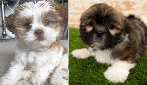 Lhasa Apso mix puppies for sale nearby