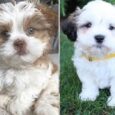 Lhasa Apso puppies available nearby