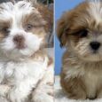 Lhasa Apso puppies for sale for less than $500