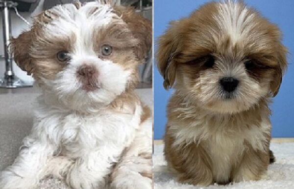 Lhasa Apso puppies for sale for less than $500