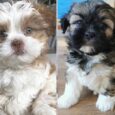 Lhasa Apso puppies for sale near me