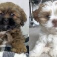 Lhasa Apso puppies for sale nearby