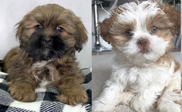 Lhasa Apso puppies for sale nearby