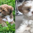 Lhasa Apso puppies in Texas
