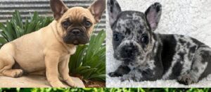 New Mexico French Bulldog Breeders