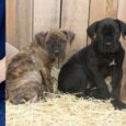 Puppies for Sale Near Me Cane Corso