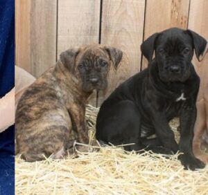 Puppies for Sale Near Me Cane Corso