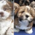 Purchase Lhasa Apso puppy nearby