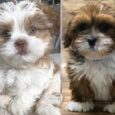 Purchase a Lhasa Apso puppy