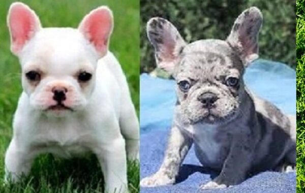 Washington DC Luxury French Bulldog Puppies for Sale