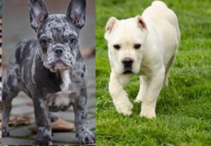 White Cane Corso Puppies for sale