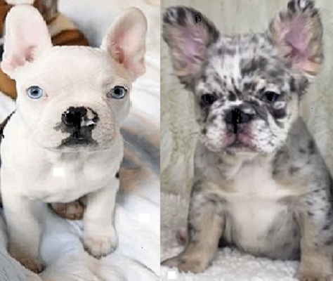 Average price for a French Bulldog puppy