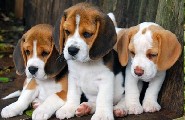 Beagle dog breed for sale