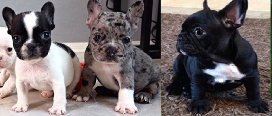 Blue French Bulldogs for sale