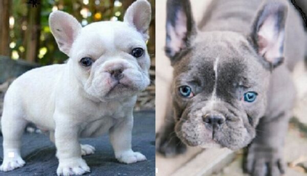 Blue French bulldog for sale