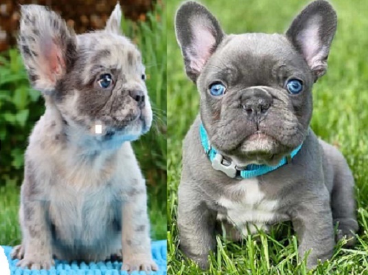Blue Frenchies for sale