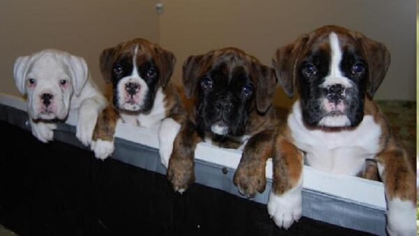 Boxer dog puppy for sale