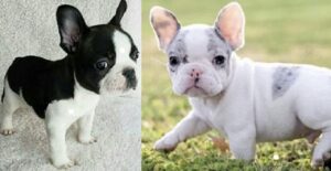 Bulldog for sale - French Bulldog for sale