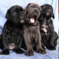 Cane Corso dog breed for sale