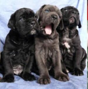 Brown Cane Corso puppies available for purchase