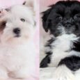 Cost of Lhasa Apso