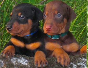 Doberman Pinscher puppy for sale