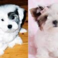 Female Lhasa Apso for sale