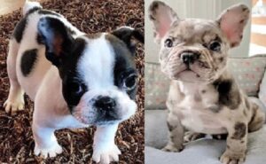 French Bulldog French Bulldog