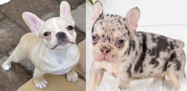 French Bulldog Merle Gris for sale