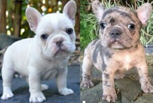 French Bulldog Price Range