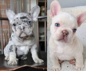 French Bulldog available for purchase