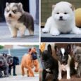 French Bulldog dog breed for sale