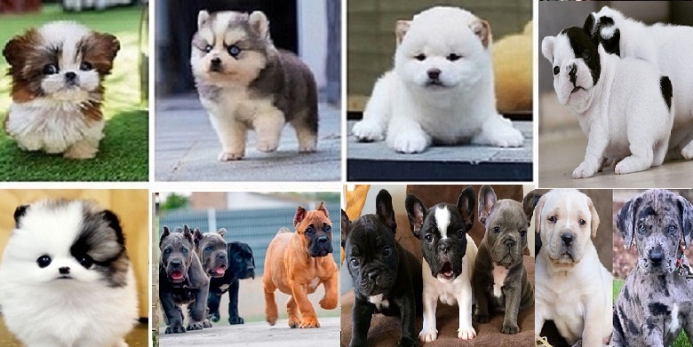 Dogs and puppy breeds for sale