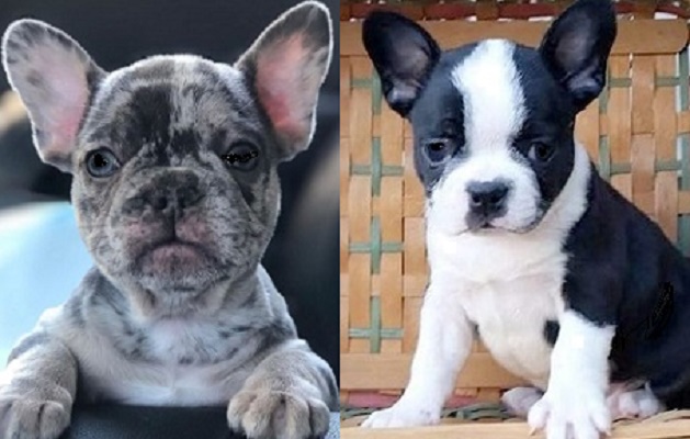 French Bulldog for sale near me