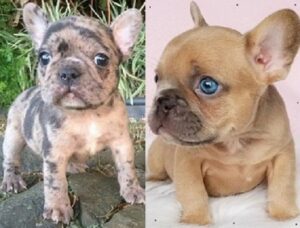 French Bulldog puppies