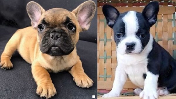 French Bulldog puppies available for purchase